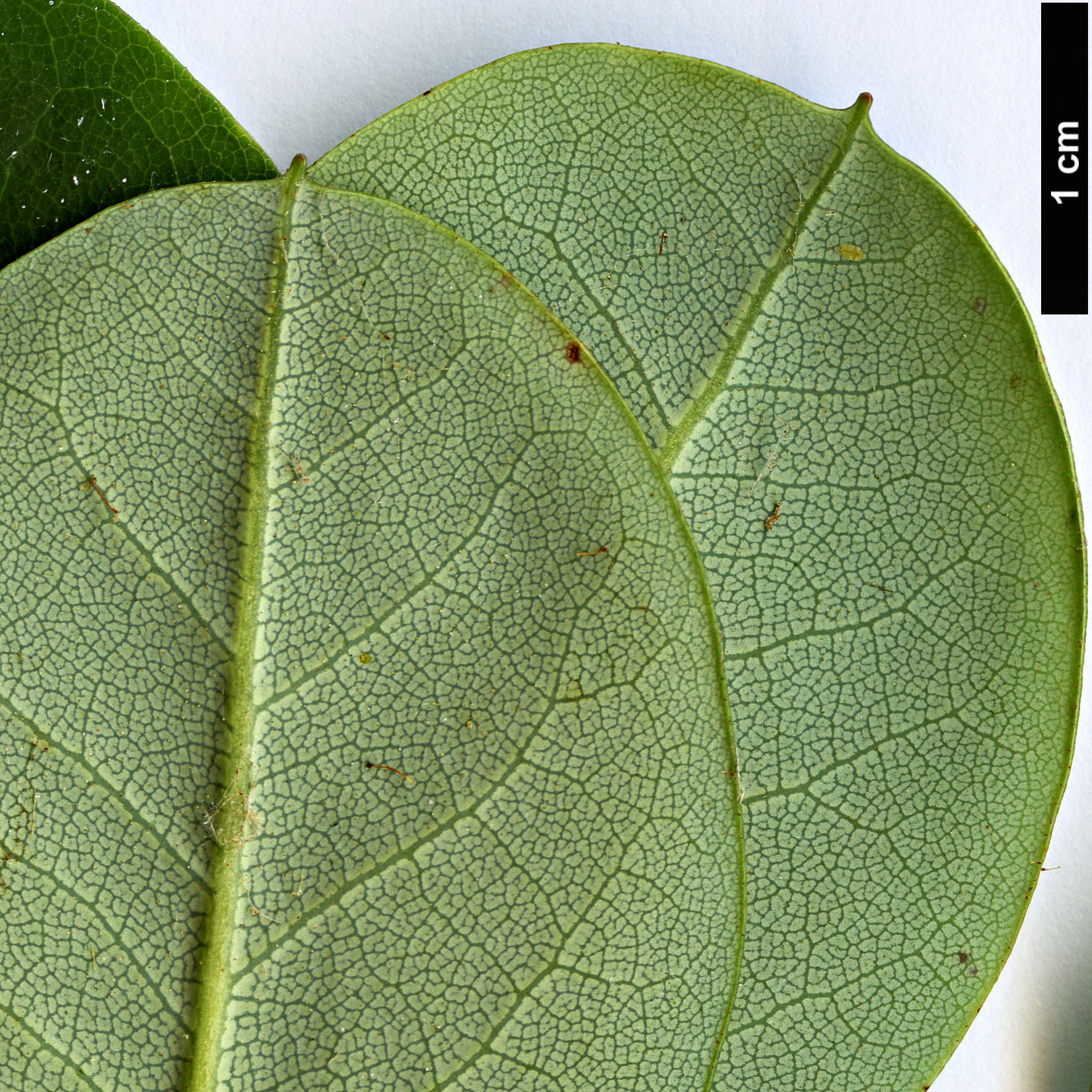 High resolution image: Family: Ericaceae - Genus: Rhododendron - Taxon: selense - SpeciesSub: subsp. jucundum